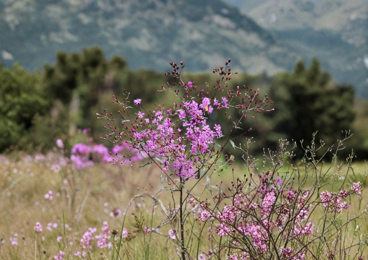 Tall Ironweed Seeds - Vernonia angustifolia, Native Purple Prairie Wildflower, Late Summer Bloom, Pollinator Attractant, Native Perennial