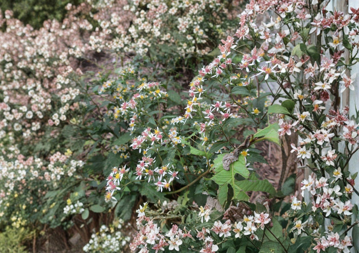 Calico Aster Seeds - Symphyotrichum lateriflorum, Native Pollinator Wildflower, Late Season Blooming Perennial, White Petals with Colorful Centers