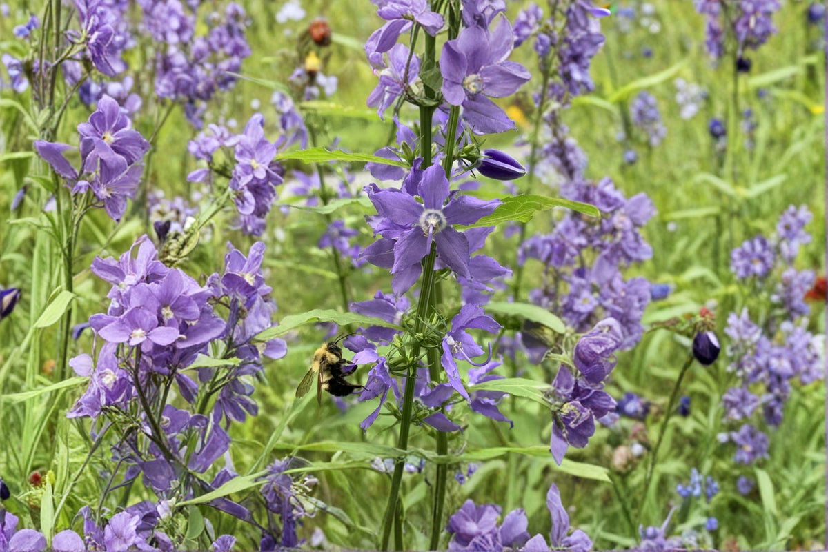 Tall Bellflower Seeds – 500 Blue Wildflower Seeds for Native Gardens, Woodland Edges, and Pollinator Gardens – Campanula americana