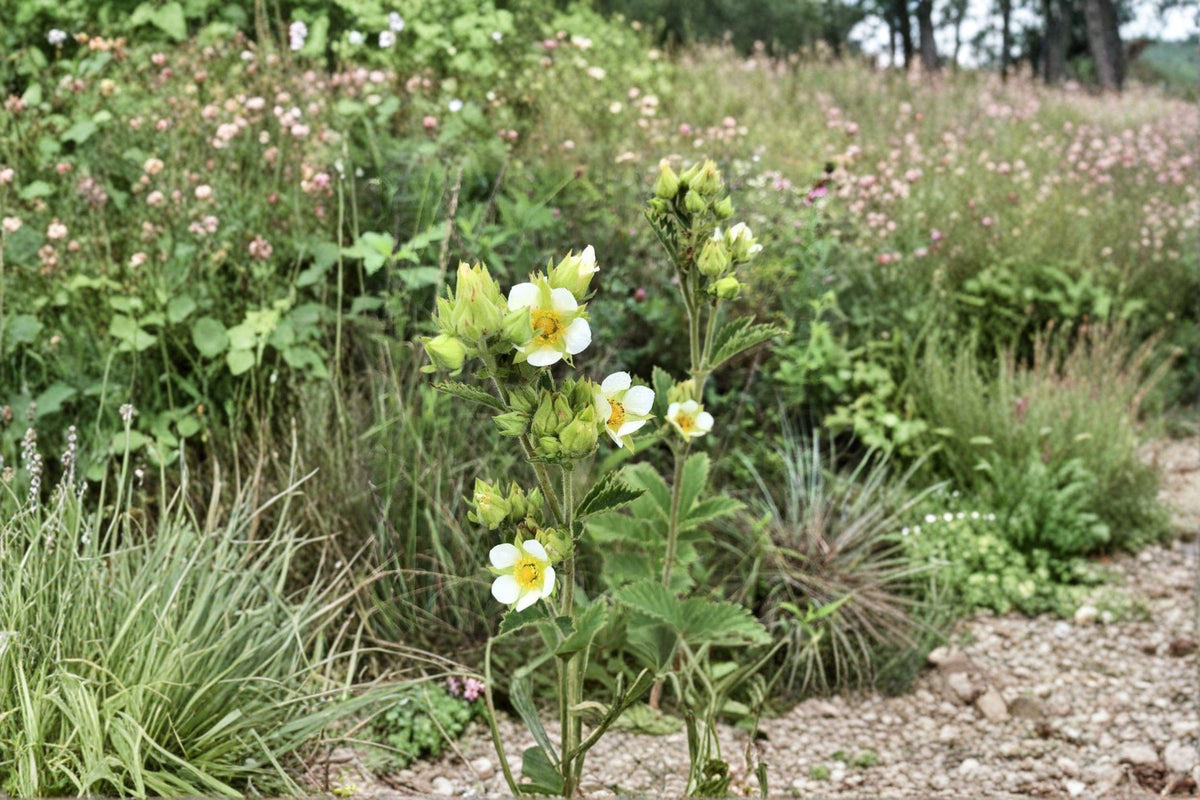 Prairie Cinquefoil Seeds – Native White Wildflower, Pollinator Garden, Drymocallis arguta, Drought Tolerant Perennial Seeds
