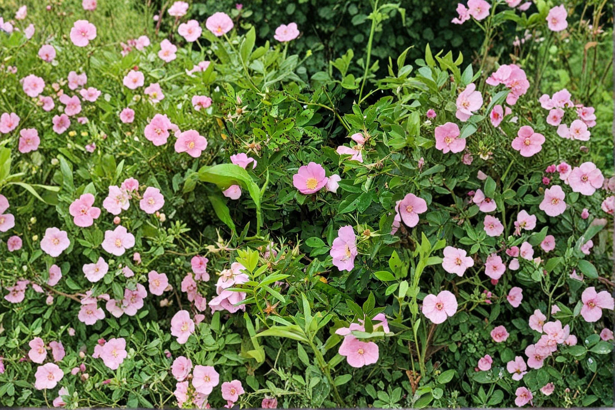 Swamp Rose Seeds – Rosa Palustris Native Pink Wildflower for Wetlands, Rain Gardens, Stream Banks, 30 Seeds