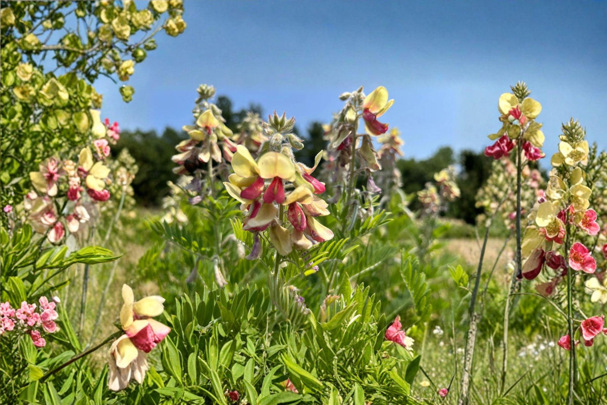 Goat's Rue Seeds – Tephrosia virginiana, Native Prairie Perennial, Drought-Tolerant, Pollinator-Friendly, Pink & Cream Flowers