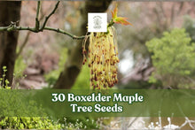 Boxelder Maple Tree Seeds, Acer negundo, Fast-Growing Deciduous Tree for Landscaping & Planting