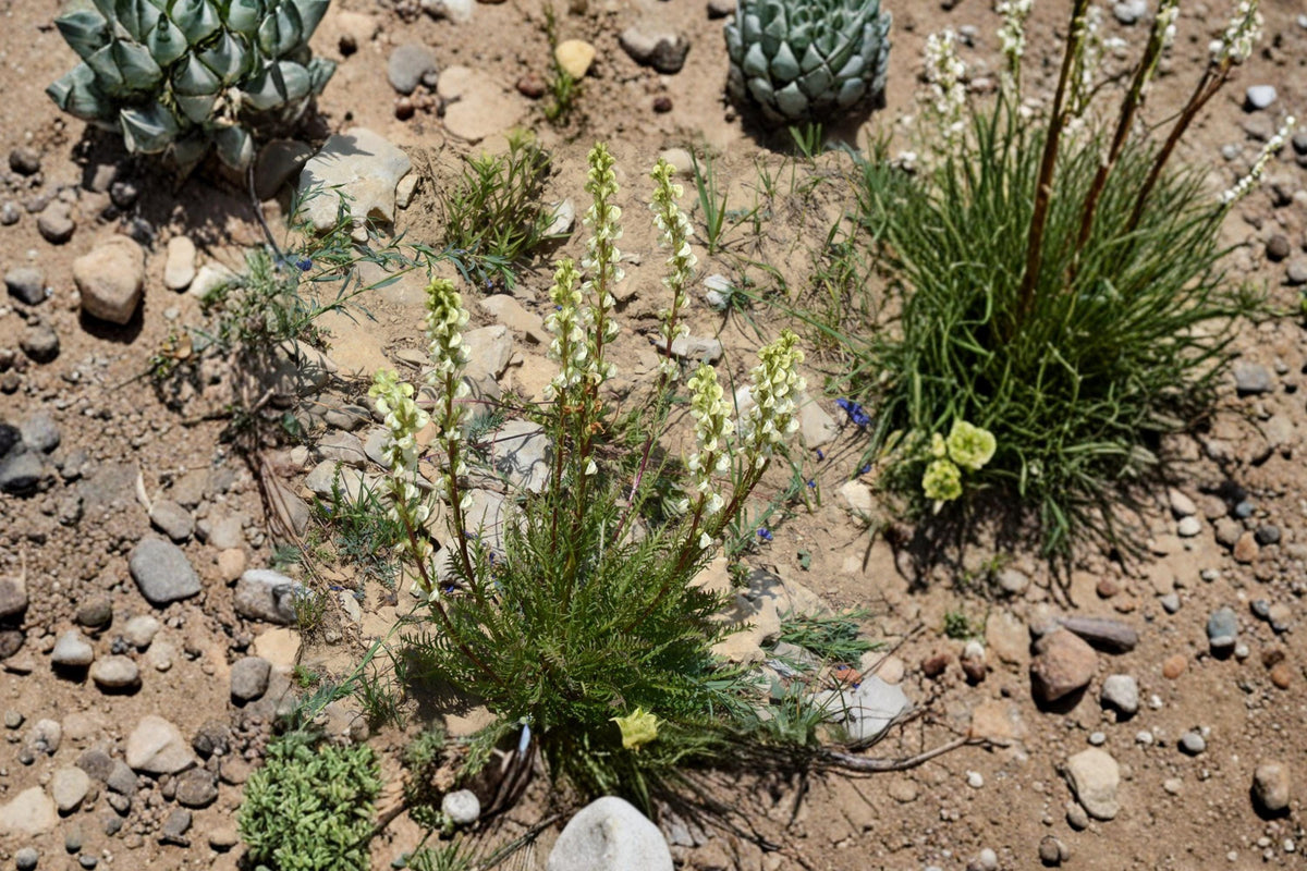 Giant Lousewort Seeds - 100 Native Pedicularis procera Wildflower Seeds for Shade Gardens, Pollinator Attracting Perennial