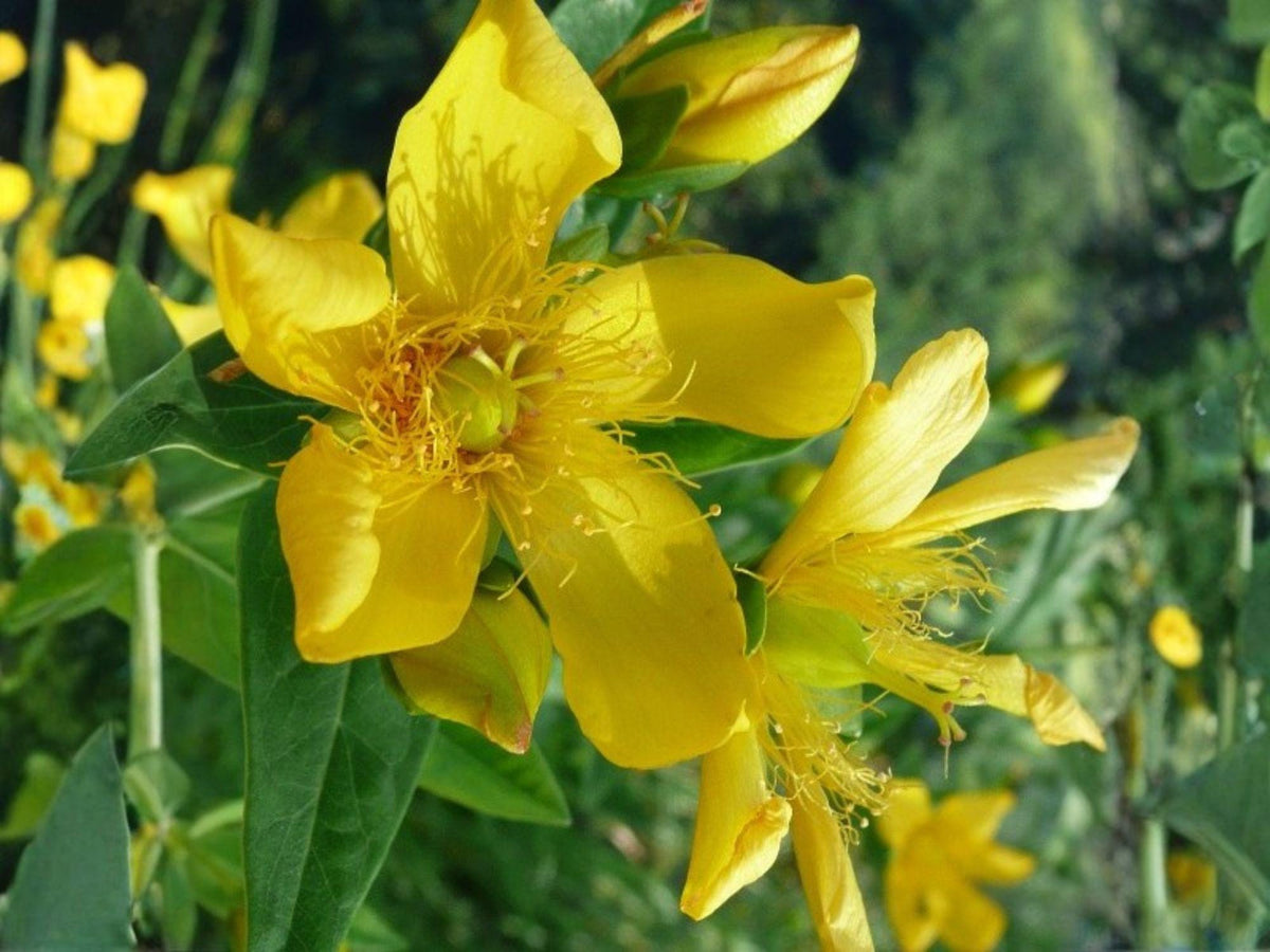 St John's Wort Seeds – Native Yellow Wildflower, Pollinator Perennial, Hypericum pyramidatum, 500 Seeds