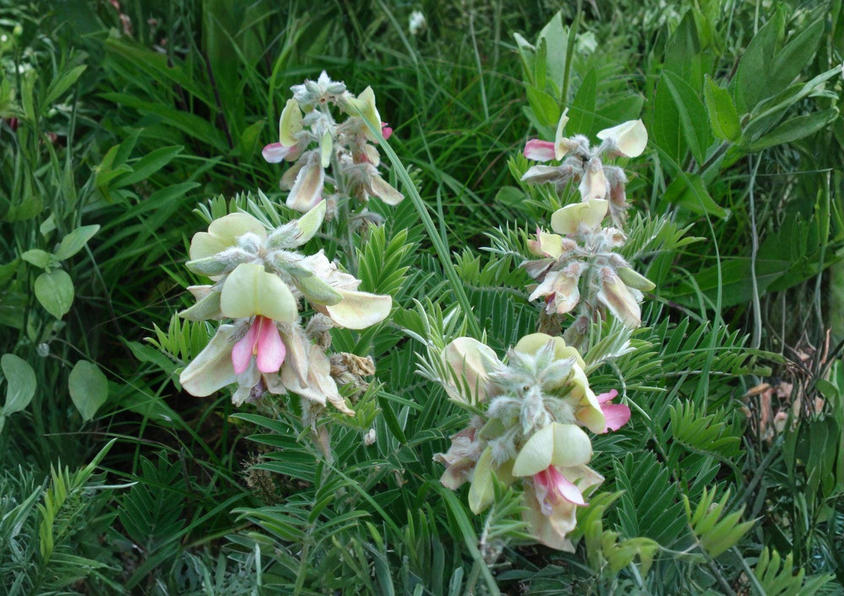 Goat's Rue Seeds - Tephrosia virginiana, Silvery Foliage, Pink & White Flowers, Native Prairie Perennial, Drought Tolerant, 10 Seeds