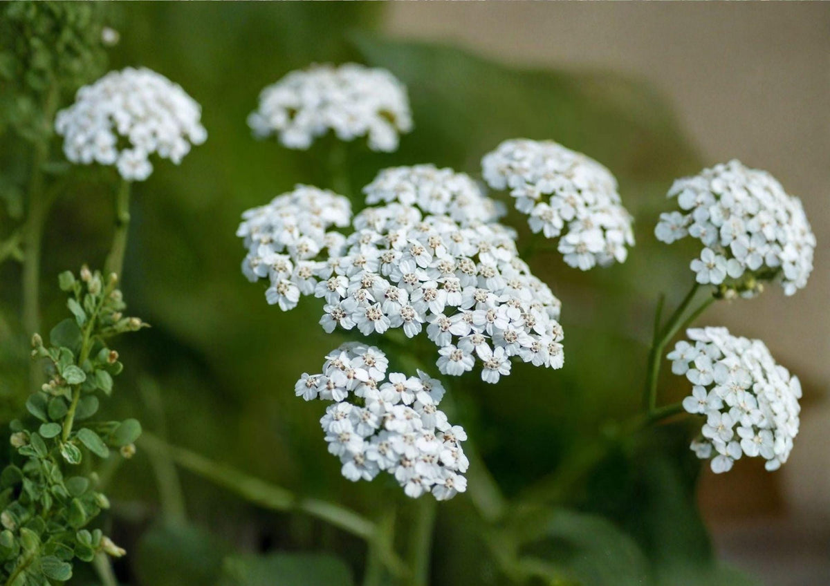 Western Yarrow Seeds – Achillea millefolium occidentalis, Native White Wildflower, Drought-Tolerant Perennial, Pollinator-Friendly, 500 Seeds