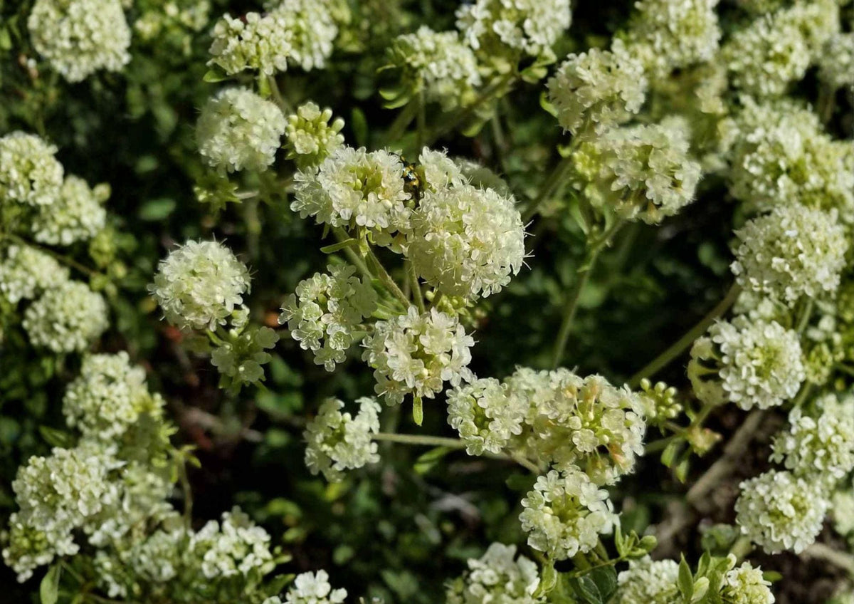 Parsnipflower Wild Buckwheat Seeds - Drought Tolerant Native Perennial, Pollinator Plant, Eriogonum heracleoides, 50 Seeds
