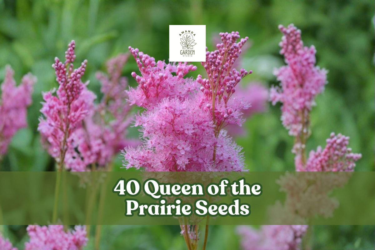 40 Queen of the Prairie Seeds – Pink Native Wildflower Perennial Filipendula rubra for Moist Soils & Naturalizing