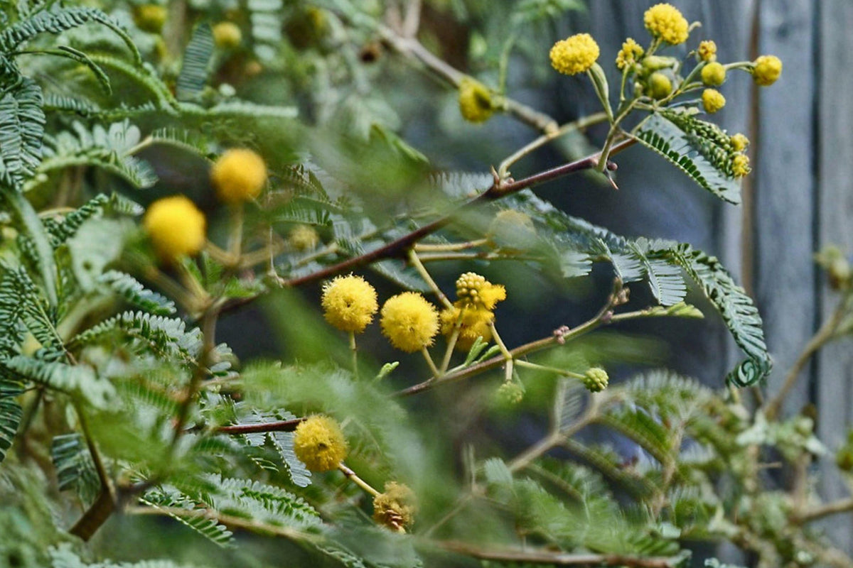 Acacia Nilotica Seeds - Gum Arabic Tree, Medicinal Tropical Tree, Vachellia nilotica, Drought Tolerant, Ornamental, Agroforestry
