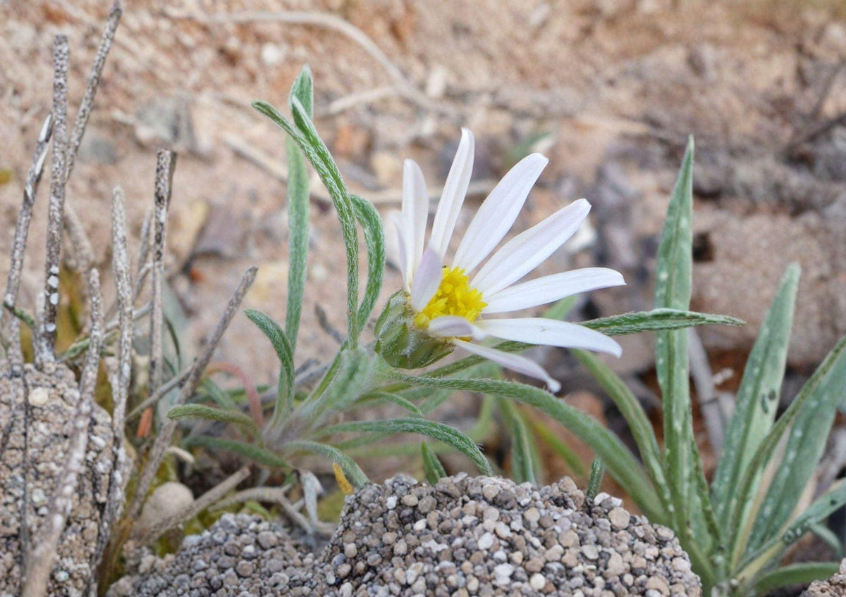 Fendler's Easter Daisy Seeds – Pink Lavender Wildflower, Native Perennial for Rock Gardens & Xeriscapes, Townsendia fendleri (100 Seeds)