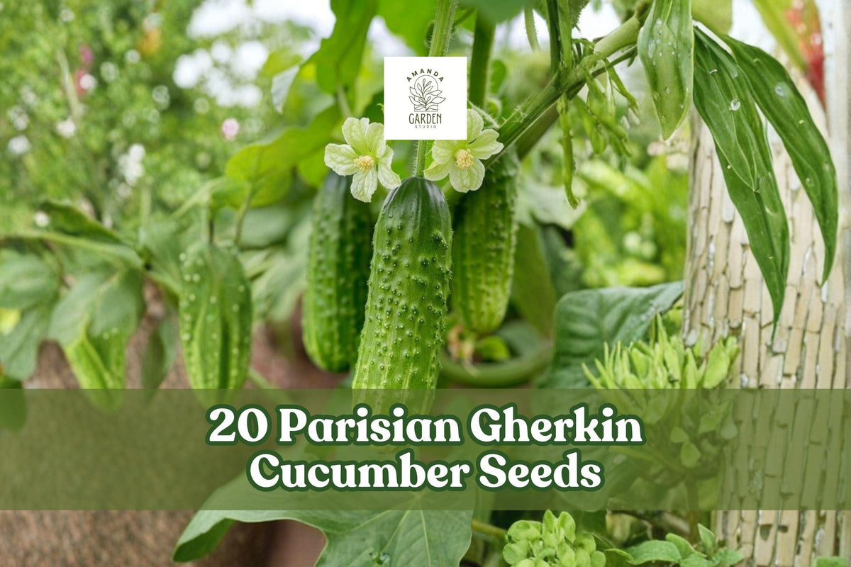 20 Parisian Gherkin Cucumber Seeds – Compact, Semi-Vining, Black-Spined Cucumis sativus for Container & Garden Planting