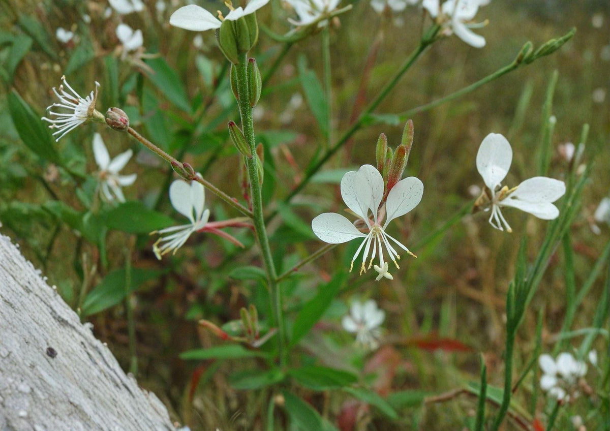 Gaura Biennis Seeds - Native White Pink Beeblossom, Pollinator Meadow Plant, Oenothera biennis, Wildflower for Prairie Gardens
