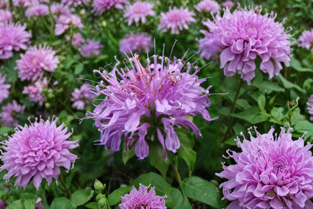 Wild Bergamot Seeds – Lavender Bee Balm, Native Perennial Wildflower, Monarda fistulosa, Pollinator Attracting, Drought Tolerant