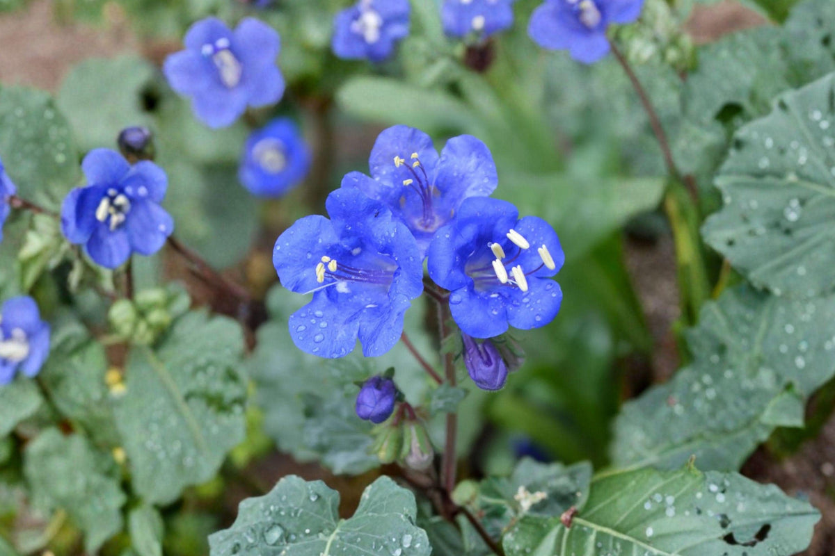 California Bluebells Seeds – Cobalt Blue Desert Wildflower, Spring Blooms, Phacelia campanularia