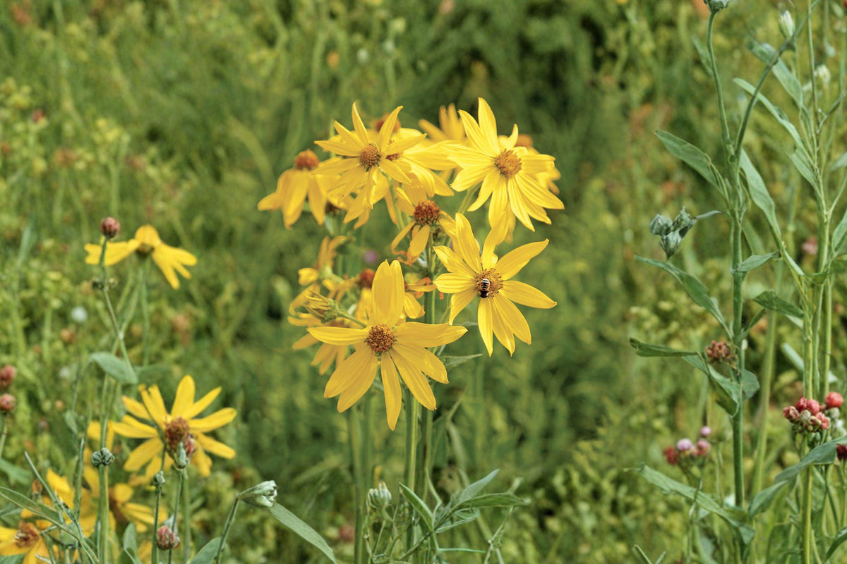 Yellow Crownbeard Seeds - Native Wildflower for Pollinator Gardens - Verbesina helianthoides, Bright Yellow Daisy-Like Blooms, Attracts Bees & Butterflies