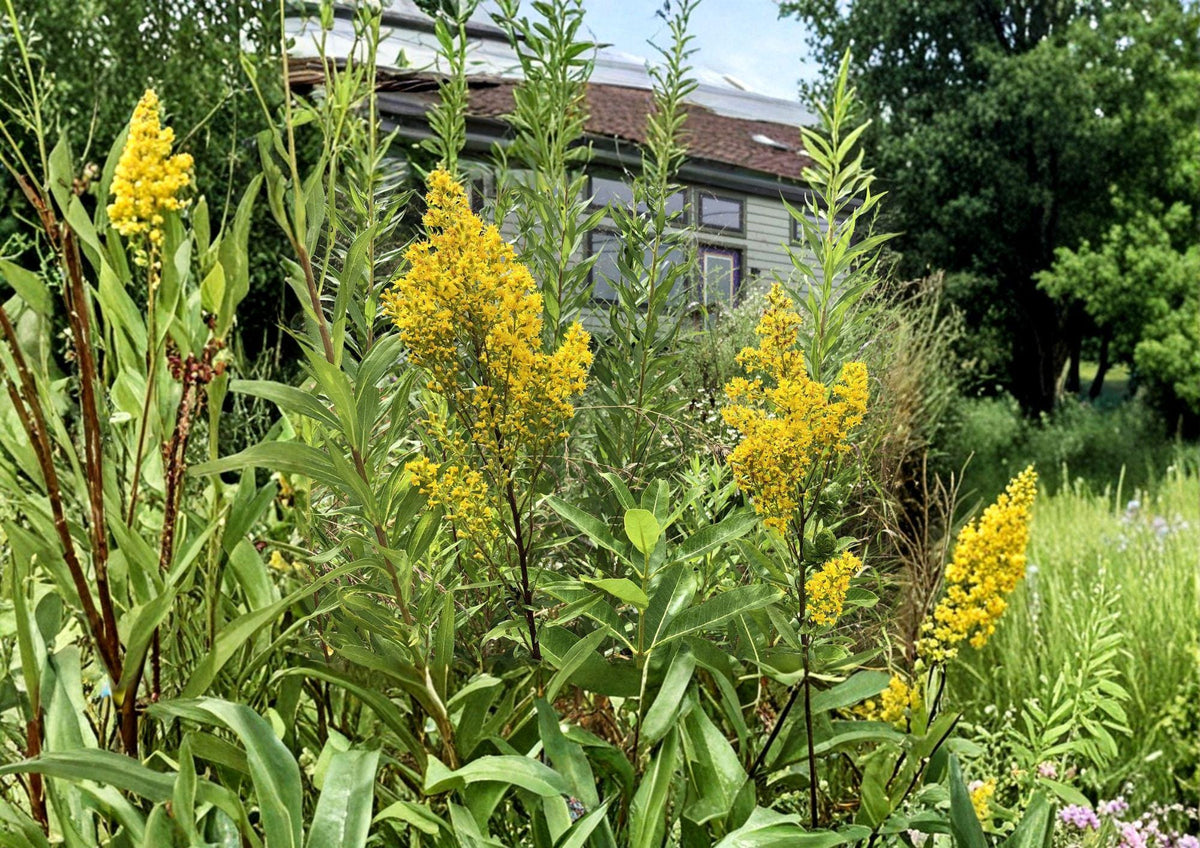 Showy Goldenrod Seeds - Solidago speciosa Native Pollinator Wildflower, Bright Golden Yellow Flower Spikes, Perennial Plant, 100 Seeds