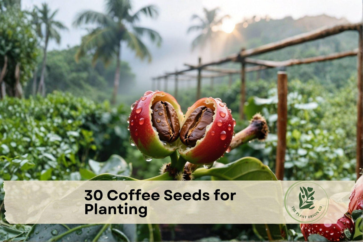 30 Coffee Seeds for Planting – Coffea arabica Tropical Plant Seeds for Indoor & Outdoor Gardening