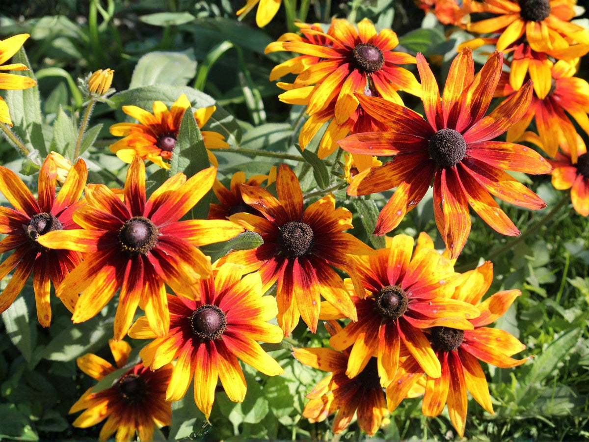 Gloriosa Daisy Seeds – Rudbeckia Hirta, Yellow & Bronze Blooms, 250 Seeds, Annual Flower for Borders, Wildflower & Pollinator Gardens