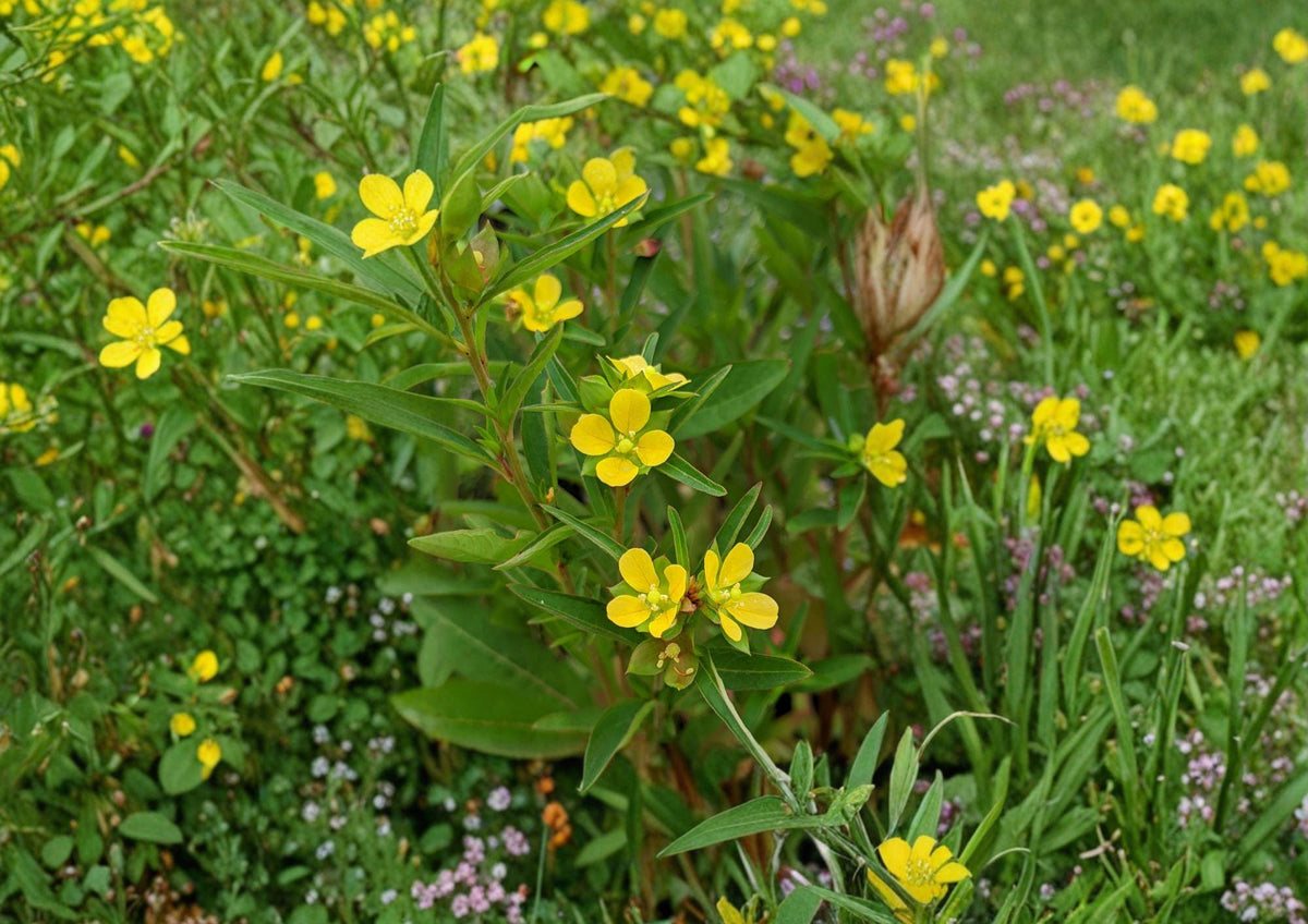 Ludwigia alternifolia Seedbox 1000 Seeds – Native Yellow Water Primrose, Wetland Pollinator Wildflower, Perennial Plant