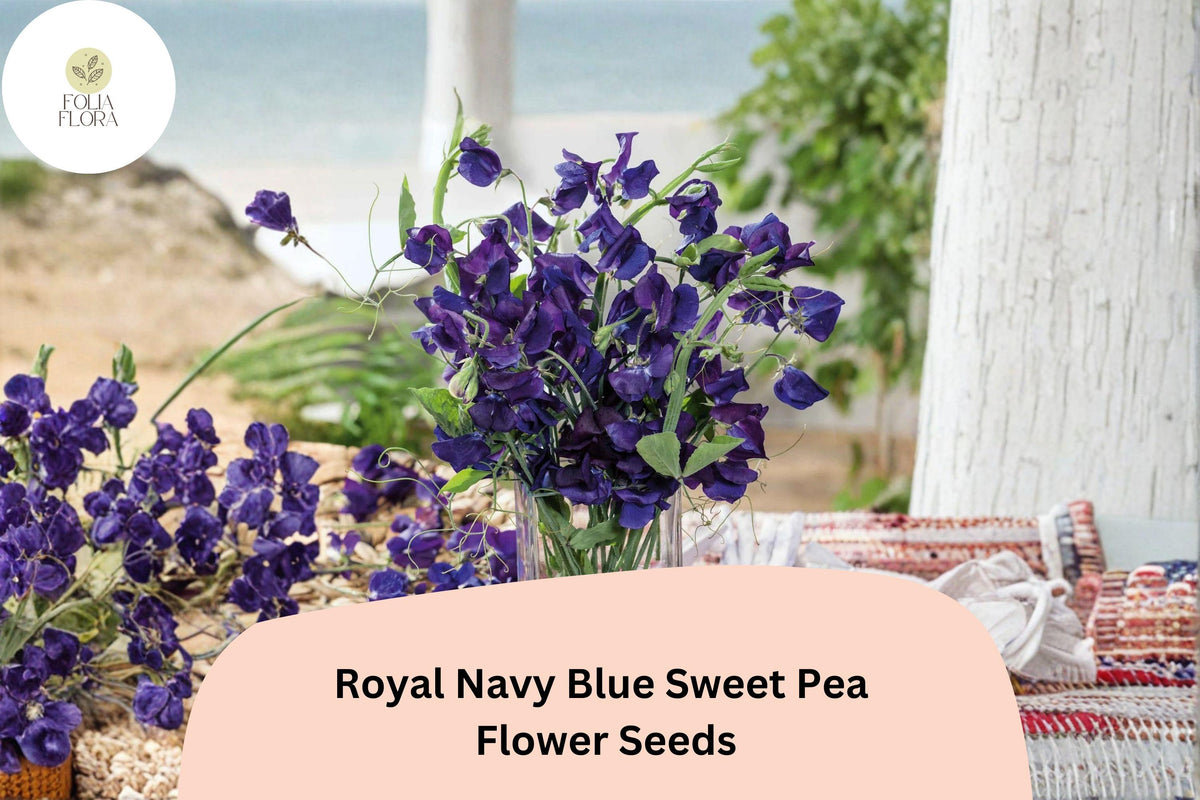 Royal Navy Blue Sweet Pea Seeds | Deep Blue Climbing Flowers for Trellis & Garden | Lathyrus odoratus