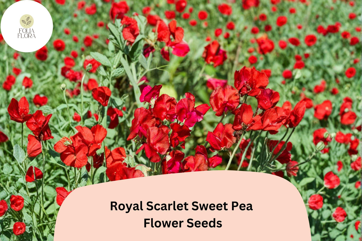 Royal Scarlet Sweet Pea Seeds | Climbing Flower, Bright Scarlet Red, Lathyrus odoratus