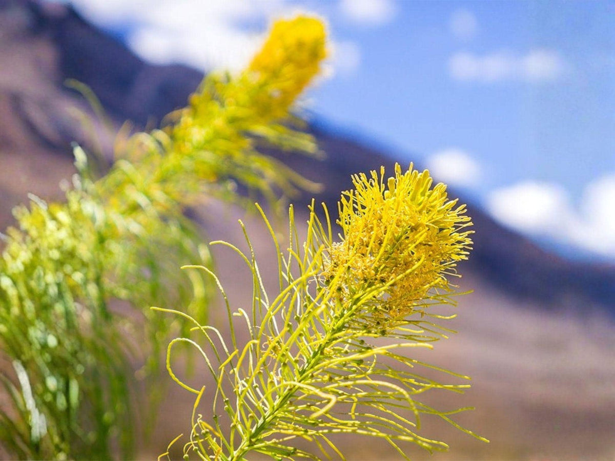 Stanleya pinnata Seeds – Prince’s Plume Native Wildflower for Prairie, Xeriscape, and Drought-Tolerant Gardens (40 Seeds)