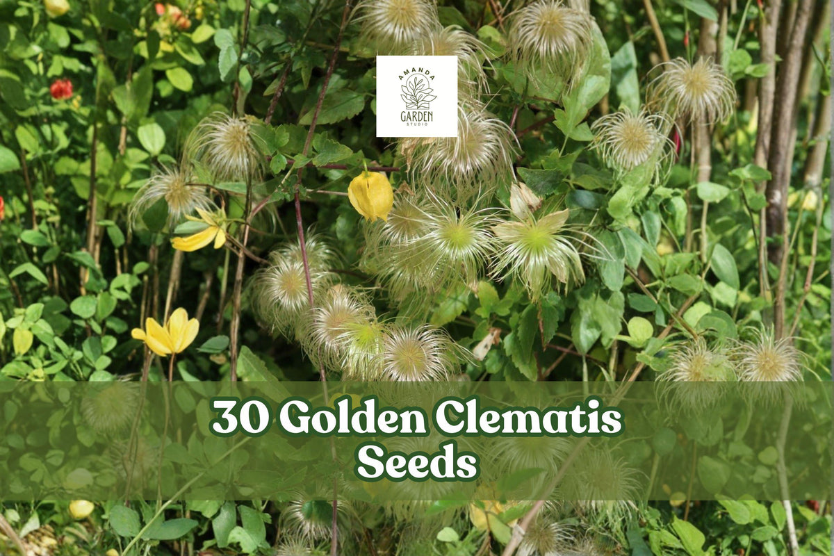 Golden Clematis Seeds – Clematis tangutica Yellow Flower Climbing Vine, 30 Pack for Garden Trellises & Fences