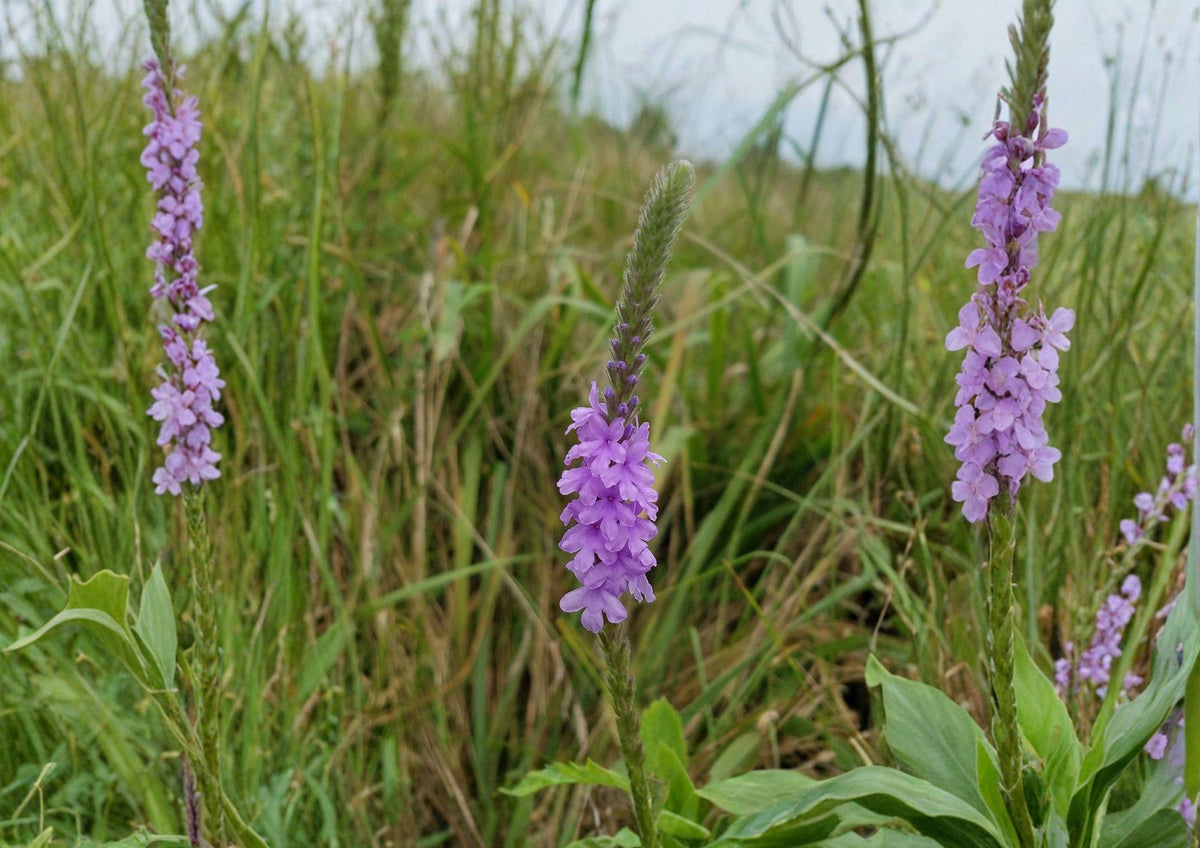 Hoary Vervain Seeds - Native Purple Wildflower, Drought Tolerant, Verbena stricta, Prairie Perennial, Pollinator Attractant