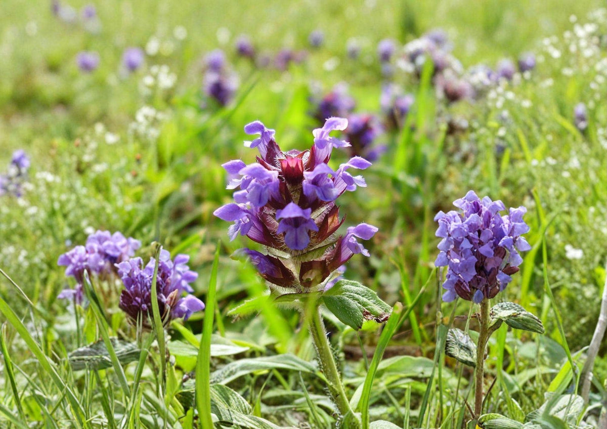 Prunella Vulgaris Seeds - Purple Wildflower Groundcover for Pollinator Gardens, Herbal Uses, Natural Lawns, 100 Seeds