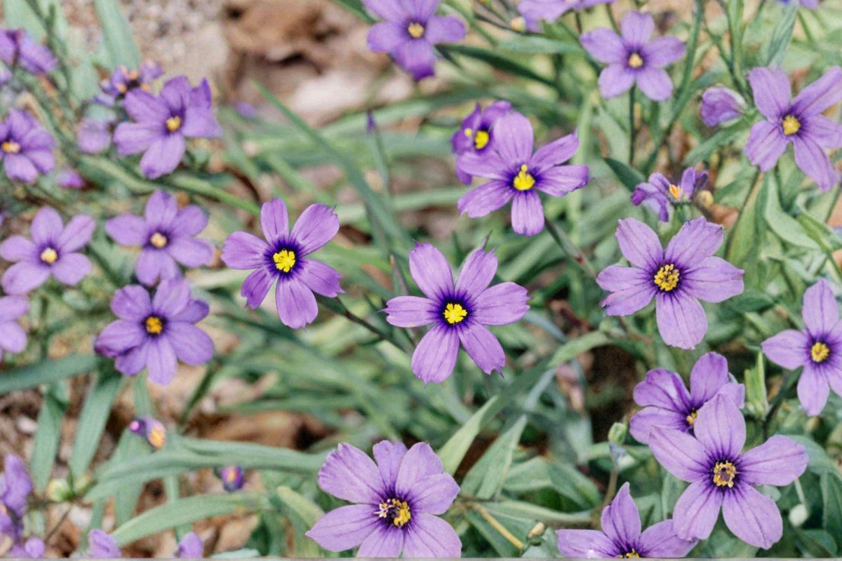 Western Blue Eyed Grass Seeds – California Native Perennial for Pollinator Gardens – Sisyrinchium bellum