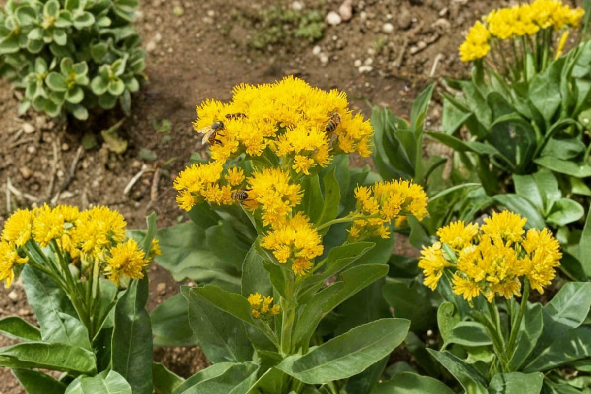 Stiff Goldenrod Seeds – Native Prairie Flower, Yellow Blooms, Pollinator Garden, Solidago rigida, Native North American Perennial