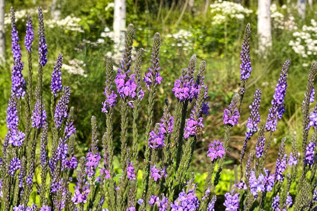 Hoary Vervain Seeds - Verbena stricta Native Purple Wildflower for Prairie Gardens & Pollinator Habitats (100 Seeds)