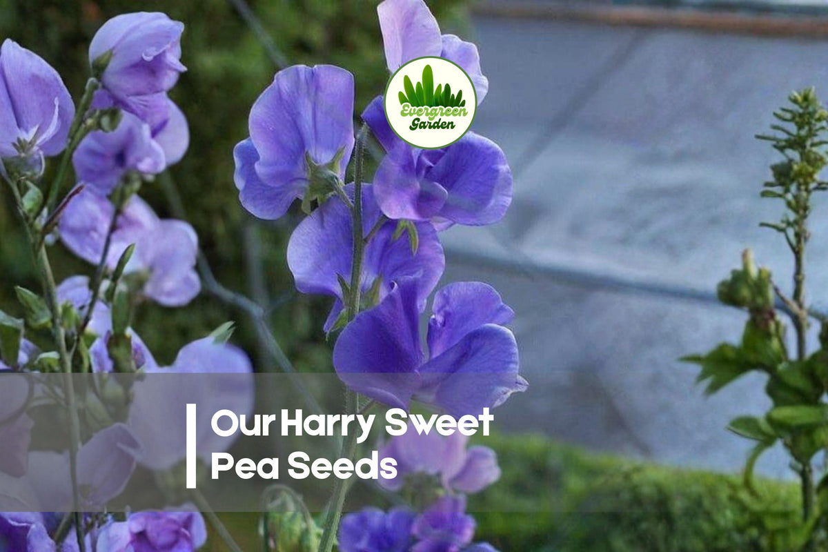 Our Harry Sweet Pea Seeds - Climbing Flowering Annual with Deep Navy-Purple Blooms, Fragrant, for Trellises & Cut Flowers, Lathyrus odoratus