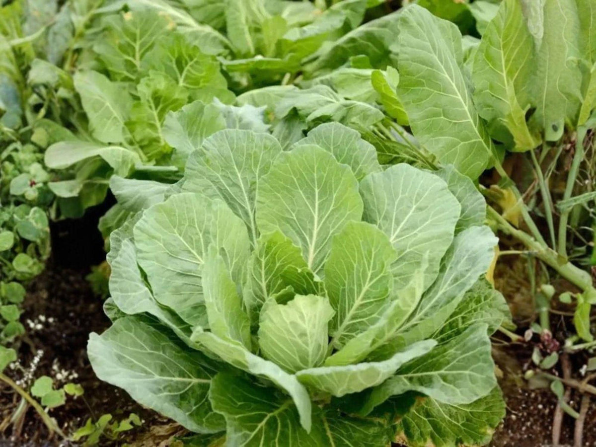 Champion Collard Seeds – 250 Heirloom Collard Greens – Cold Hardy Garden Vegetable – Southern Favorite Brassica oleracea