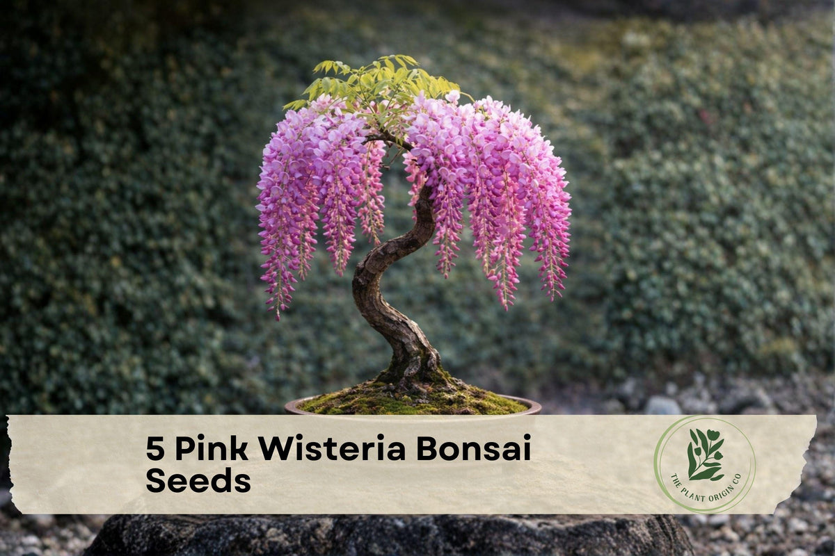 Pink Wisteria Bonsai Seeds – 5 Pack, Cascading Pink Blooms, Wisteria spp., Ornamental Climbing Vine for Bonsai & Garden