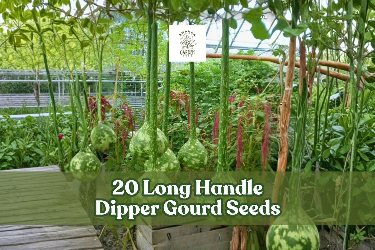 Long Handle Dipper Gourd Seeds, Ornamental Vine, Extended Neck, Lagenaria siceraria, Climbing Gourd for Garden Planting