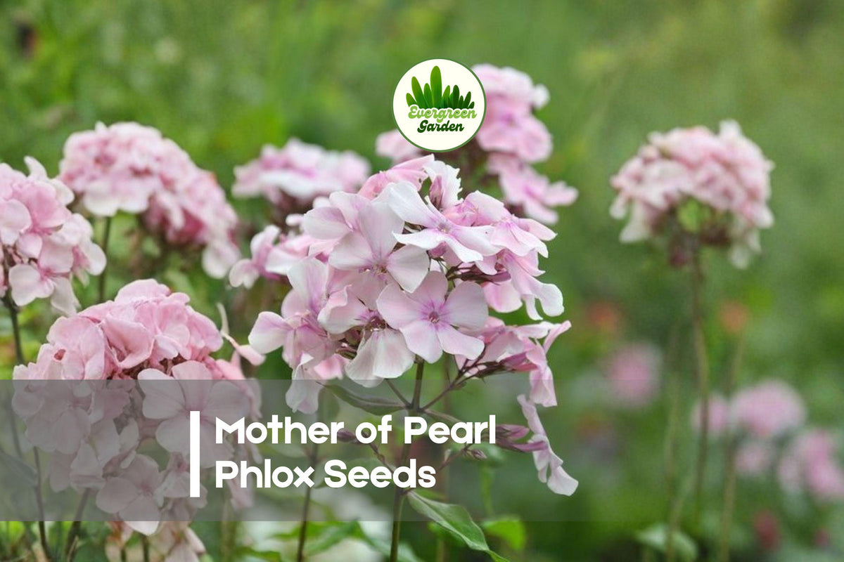 100+ Mother of Pearl Phlox Seeds - Pastel Mix, Annual Flowering Plant, Phlox drummondii for Borders, Containers, Cottage Gardens