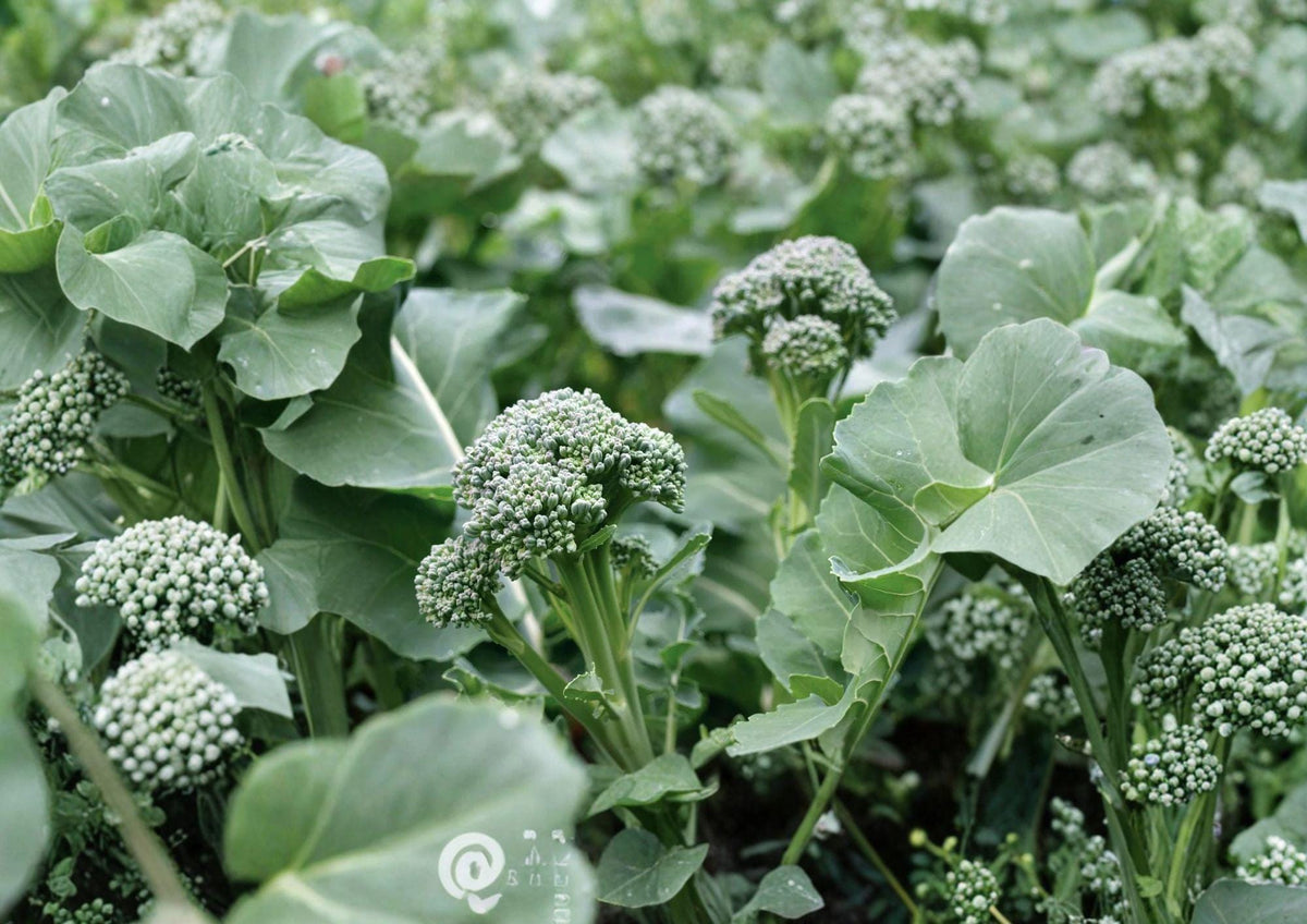 Di Cicco Broccoli Seeds – Heirloom Italian Vegetable Seeds for Continuous Harvest, Tender Green Heads, Cold-Hardy, 500 Seeds