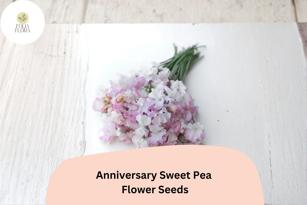 Anniversary Sweet Pea Seeds – Pink Climbing Flower, 50+ Garden Planting Seeds, Lathyrus odoratus, Fragrant Annual Vine for Trellis & Cottage Gardens