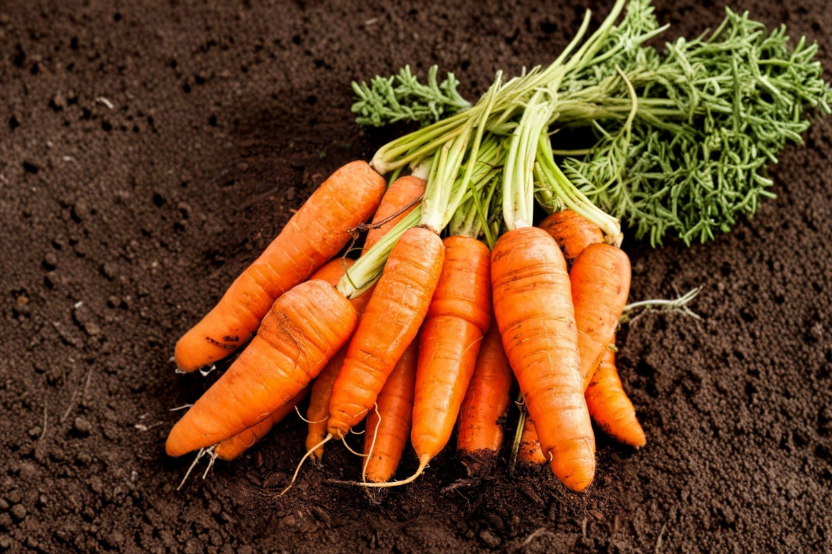 Chantenay Red Cored Carrot Seeds - Heirloom, Non-GMO, 500 Seeds, Cool Season Vegetable, Organic Gardening