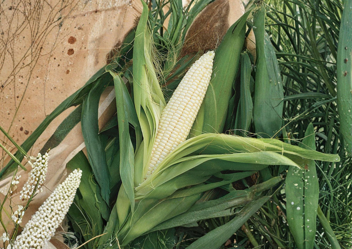Silver Queen Hybrid Sweet Corn Seeds – 50 White Corn Seeds for Summer Garden, Tender Ears, Classic Flavor, Home Gardening