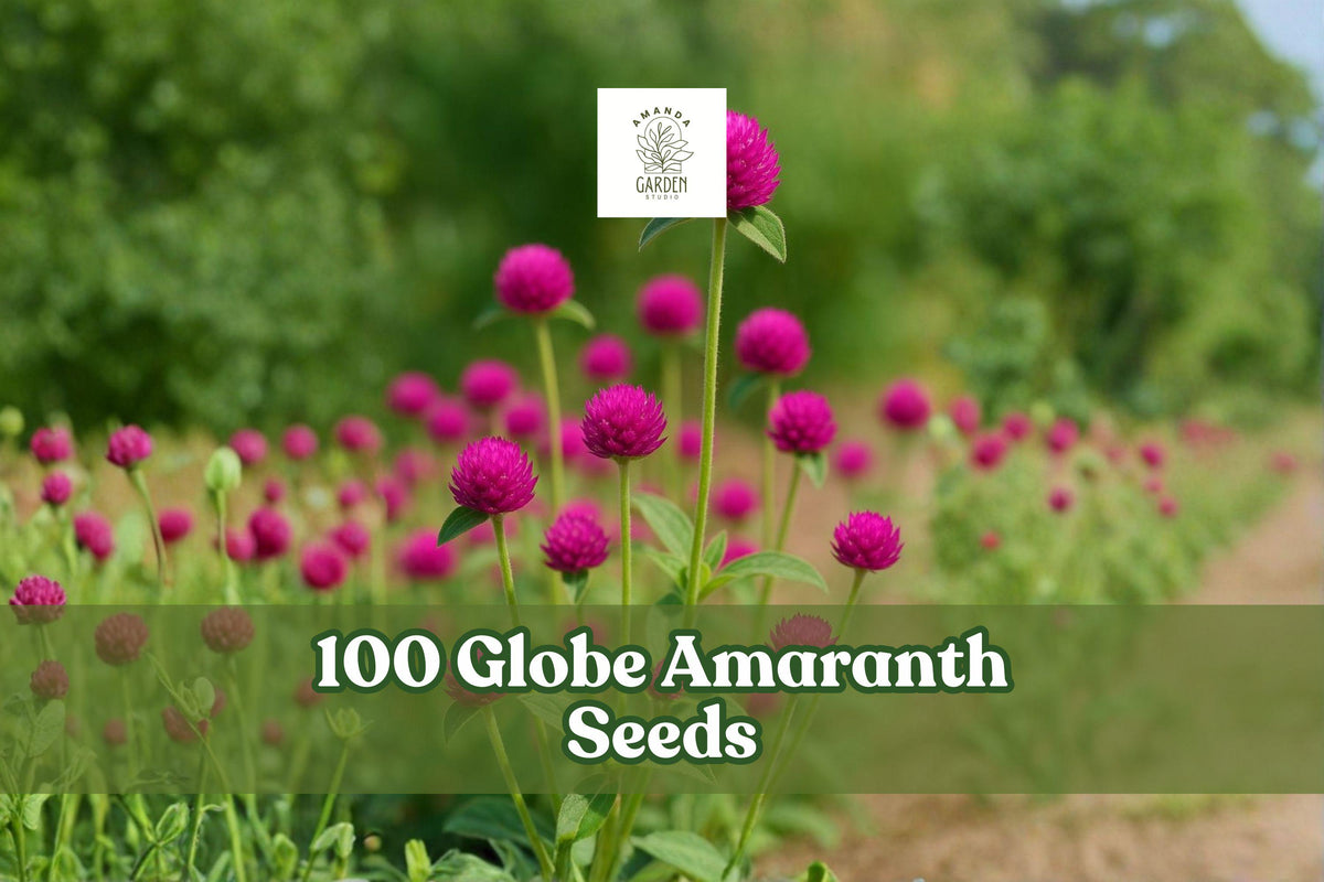 100 Globe Amaranth Seeds – Gomphrena globosa Purple Flower, Bright Round Blooms, Summer Annual for Garden Beds & Cut Flowers