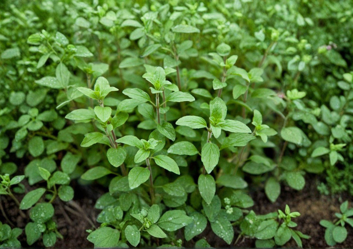 Italian Oregano Herb Seeds - Aromatic Culinary Perennial, 100 Seeds, Mediterranean Herb, Easy to Grow, Perfect for Herb Gardens
