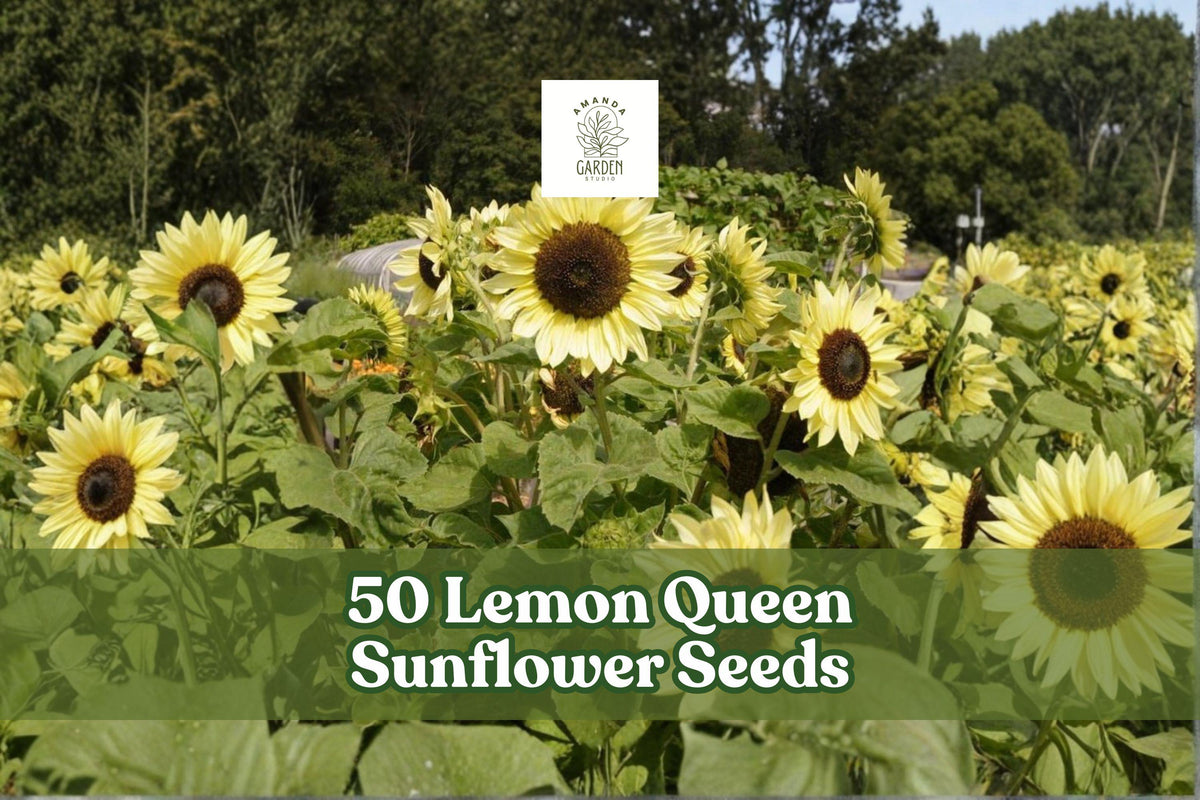 50 Lemon Queen Sunflower Seeds – Helianthus annuus, Tall Annual with Lemon Yellow Blooms for Garden Planting