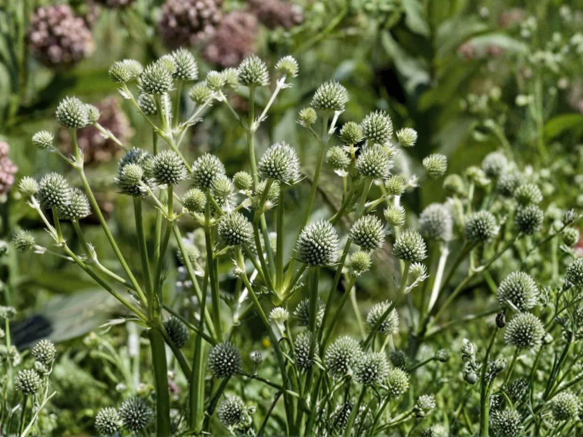 Rattlesnake Master Seeds 100 Eryngium yuccifolium Native Perennial Drought Tolerant Pollinator Plant