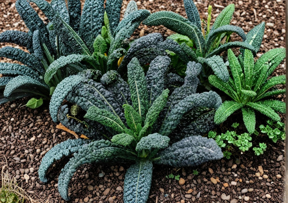 Lacinato Kale Seeds 500 Count | Heirloom Dinosaur Kale, Black Tuscan, Cold Hardy Leafy Green, Italian Garden Vegetable