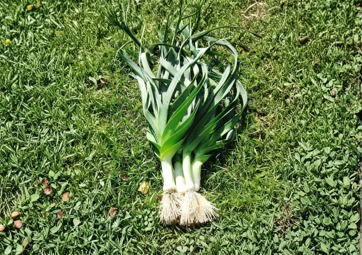 American Flag Leek Seeds – Heirloom, Cold Hardy, Thick White Stems, Blue-Green Foliage, Garden & Kitchen Use