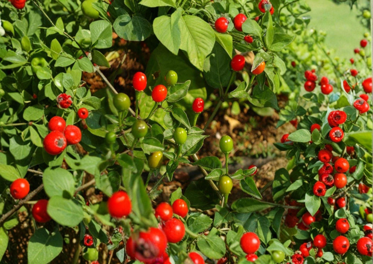 Chiltepin Hot Pepper Seeds – Heirloom Wild Chili for Fiery Peppers, Hot Sauce, Salsa, Garden Growing