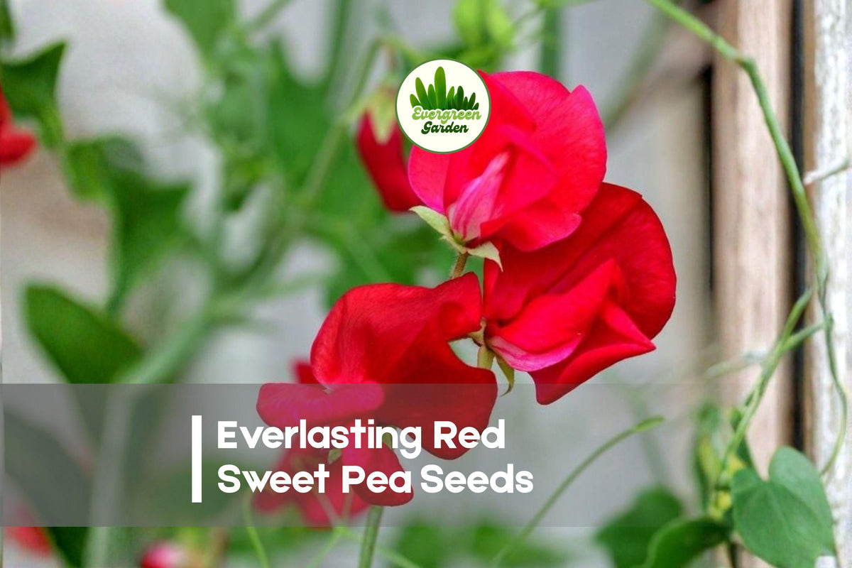 Everlasting Red Sweet Pea Seeds | Perennial Climbing Vine | Vibrant Red Blooms | Lathyrus latifolius